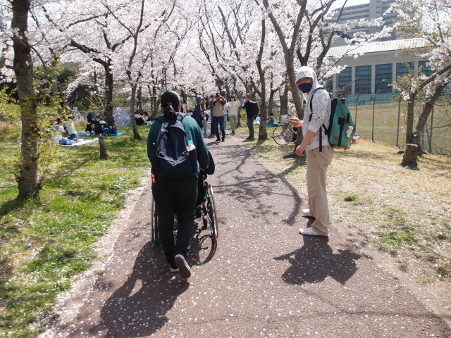 桜が咲いている道を歩く男女3名。うち1人のスタッフは身体障がいを持っている。ボランティアでメンバー1名が車椅子を押している。
